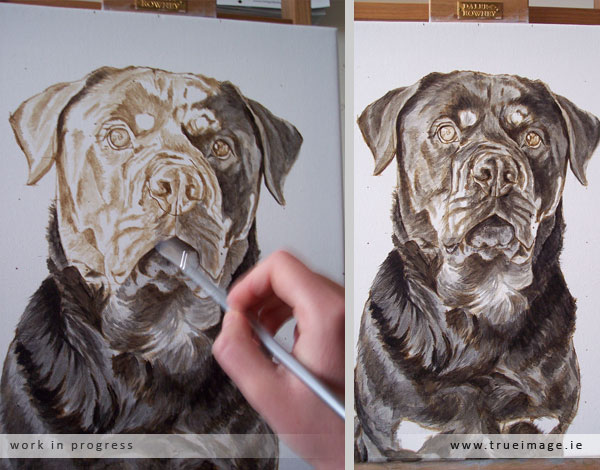 rottweiler dog portrait in progress - stage 2