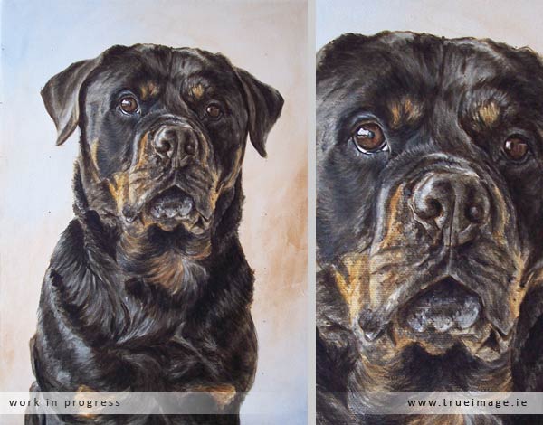 rottweiler dog portrait in progress - stage 4