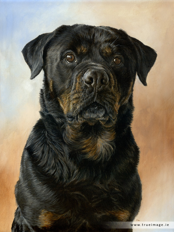 rottweiler dog portrait in acrylic on canvas