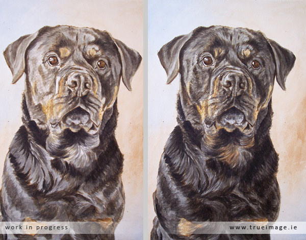 rottweiler dog portrait in progress - stage 3