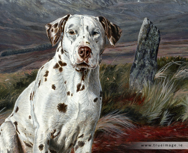 Dalmatian dog portrait - detail