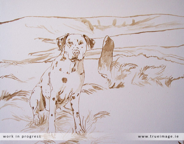 Dalmatian portrait in progress 1