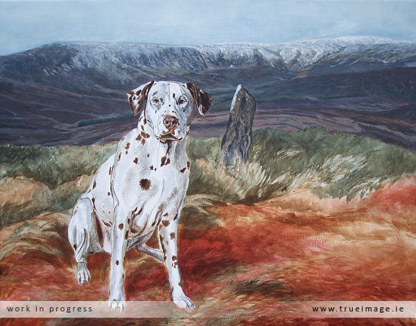 Dalmatian dog portrait in acrylic on canvas - progress image 3