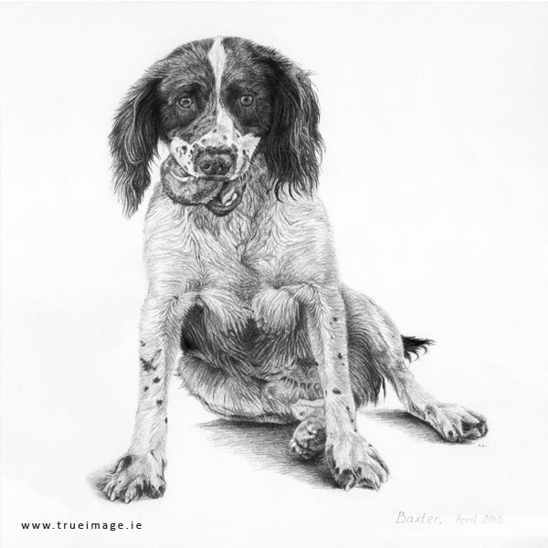 Springer spaniel dog portrait in pencil