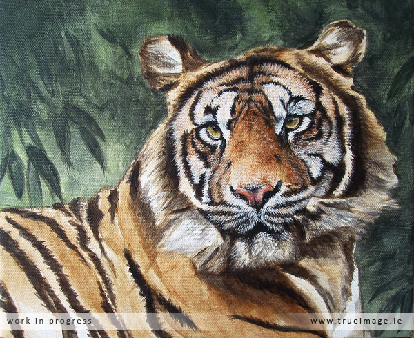 sumatran tiger painting in progress - stage 4