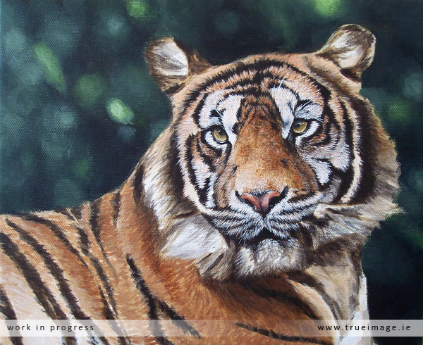 sumatran tiger painting in progress - stage 5