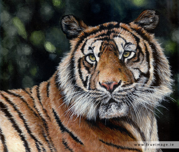 sumatran tiger wildlife painting in acrylic on canvas