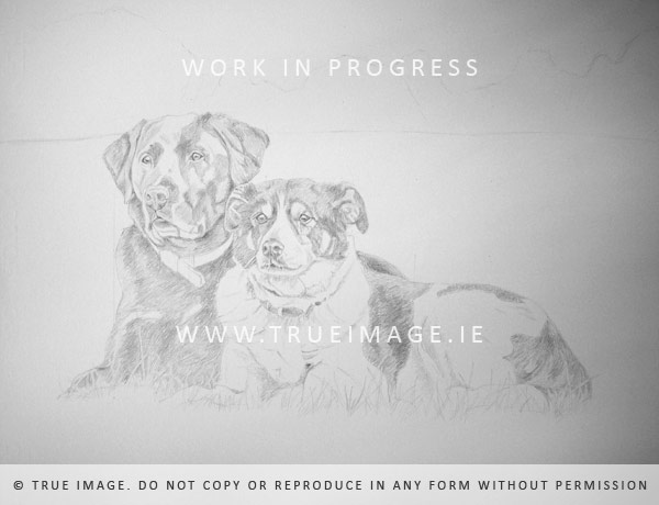 labrador and collie dog portrait in pencil - stage 1