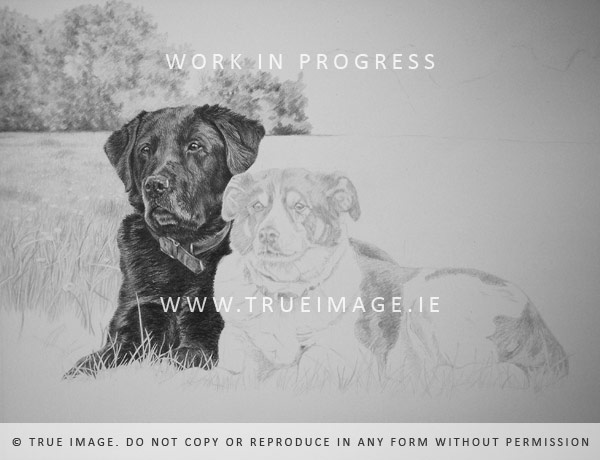 labrador and collie dog portrait in pencil on paper - step 2