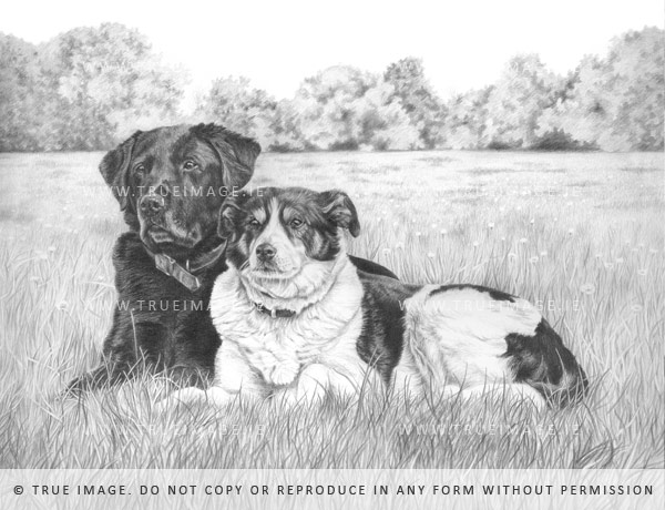 labrador and collie dog portrait in graphite pencil by true image fine art