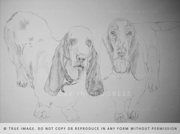 basset hounds dog portrait - step 1