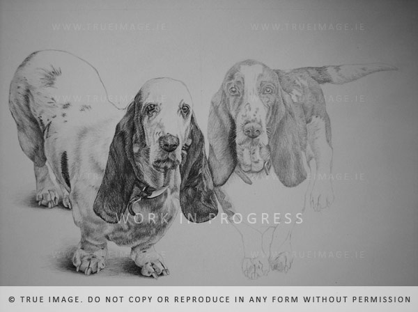 basset hounds portrait in pencil on paper - step 2