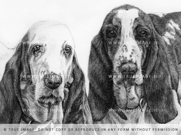 basset hounds dog portrait - detail