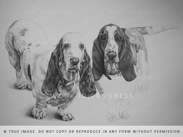 basset hounds portrait in pencil - step 3