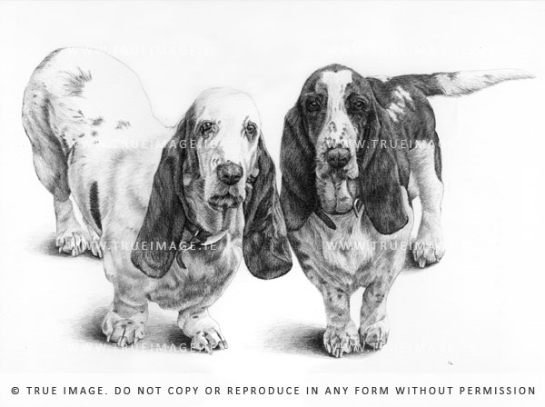 basset hounds' dog portrait in pencil on paper