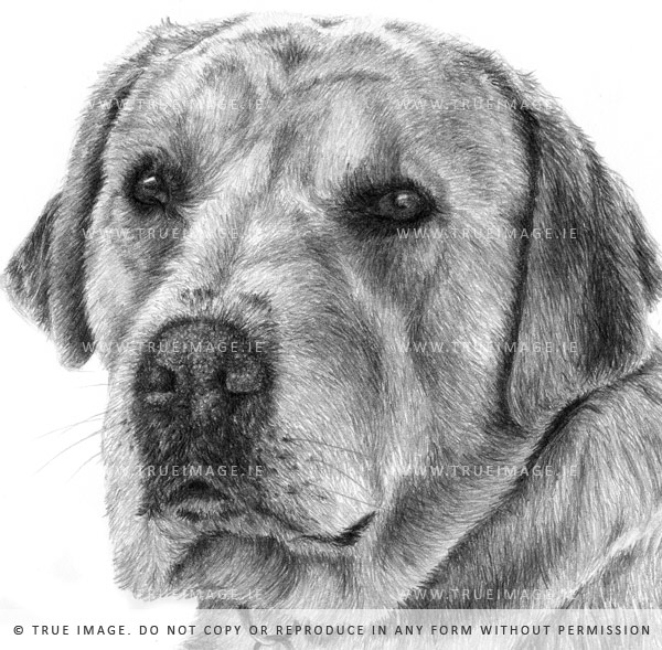 golden labrador portrait in pencil - detail