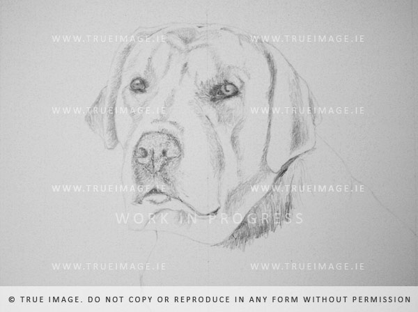 golden labrador dog portrait in pencil - step 1