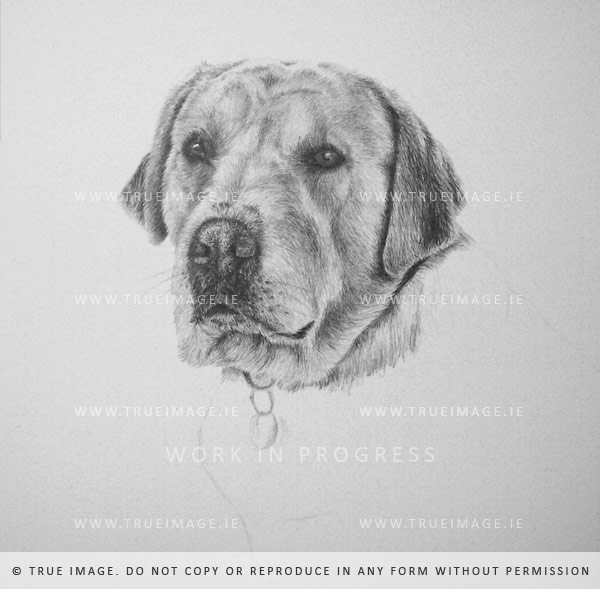 golden labrador pencil portrait - step 2