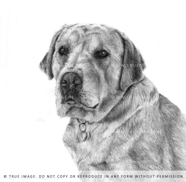 golden labrador pencil portrait