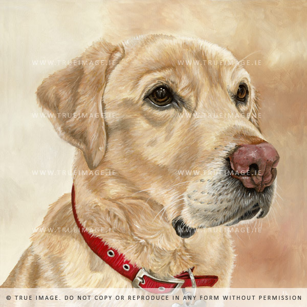 golden labrador pet portrait