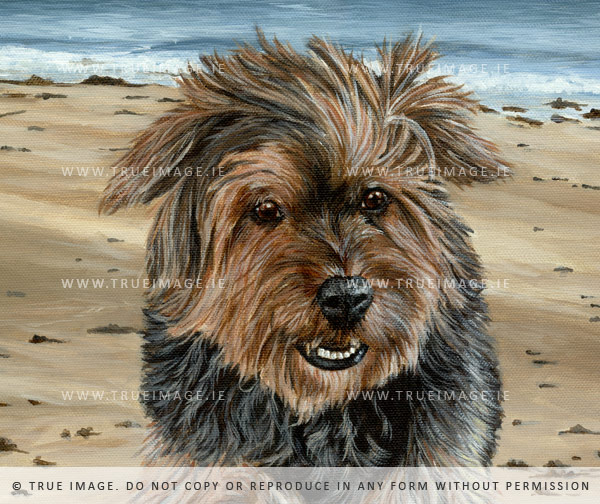 yorkshire terrier portrait in acrylic - detail