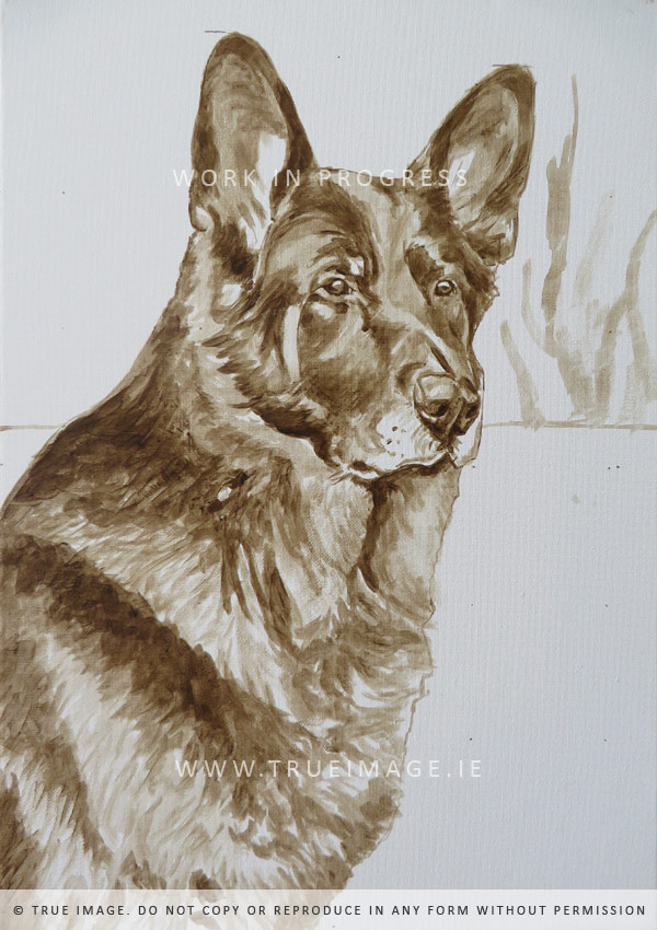 german shepherd portrait in progress