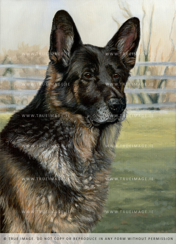 german shepherd portrait in acrylic on canvas