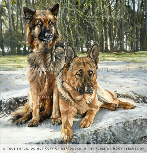 german shepherds portrait painting