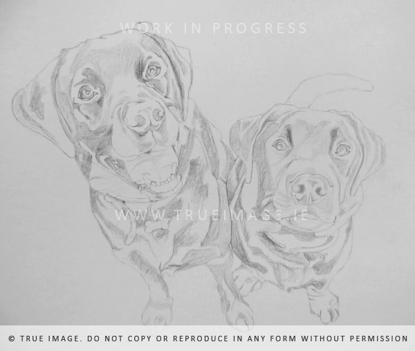 two black labradors - pencil portrait in progress