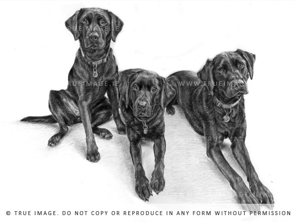three black labradors portrait in pencil