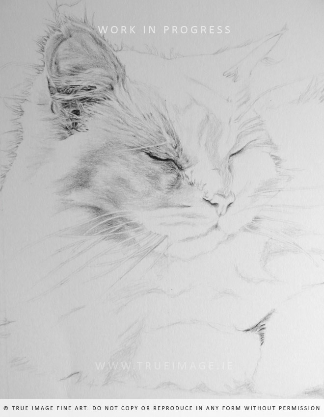 cat portrait in progress