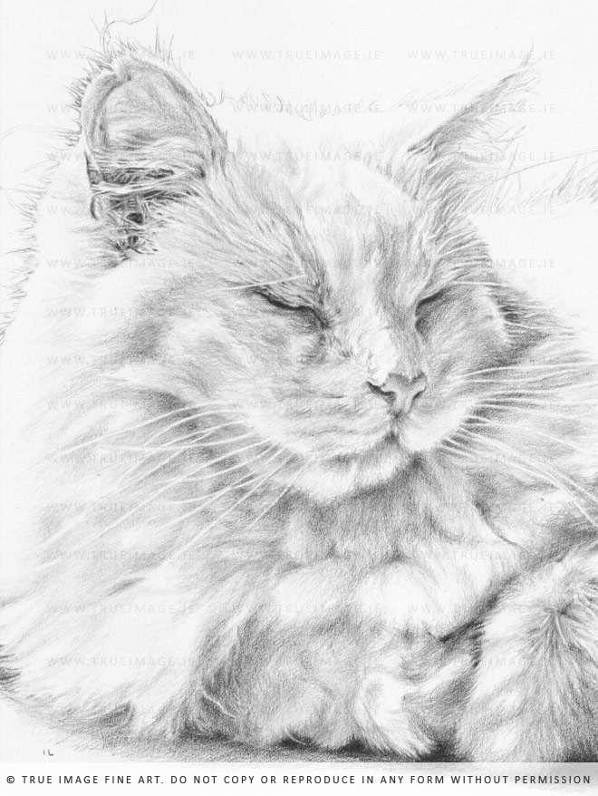 white cat portrait in pencil