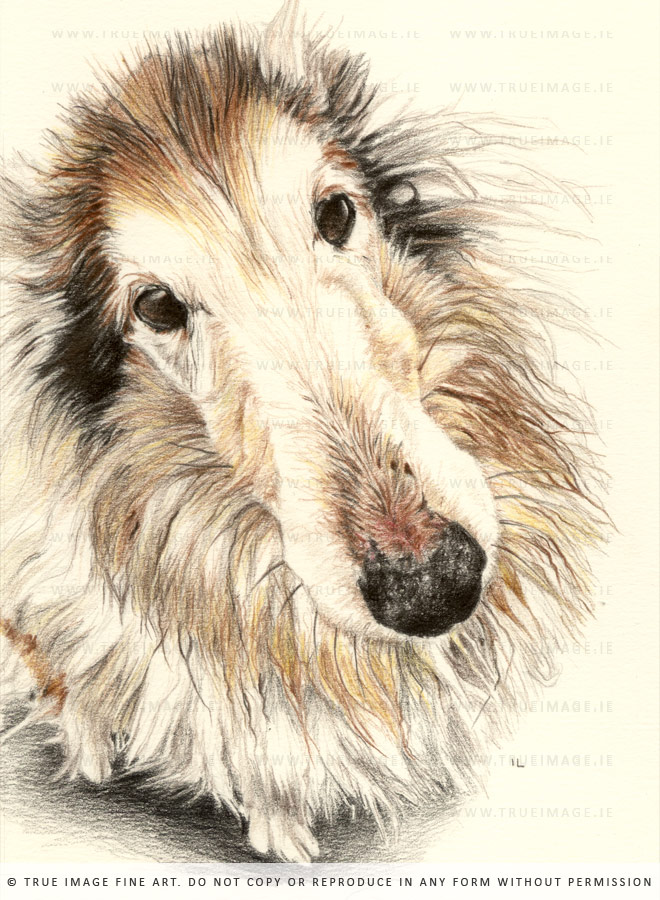 rough collie dog tinted pencil portrait