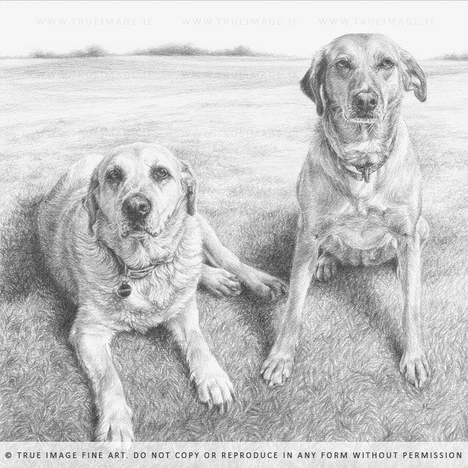 two golden labradors drawing in graphite