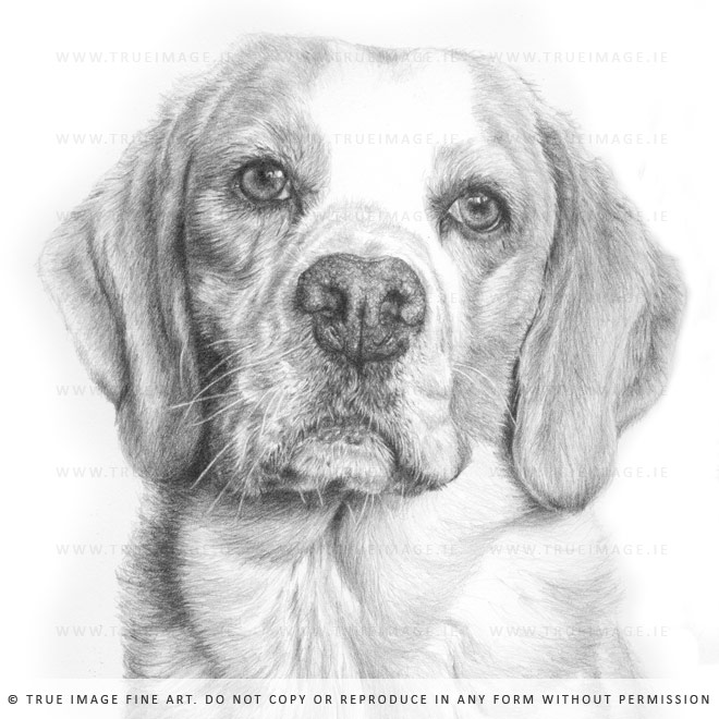 beagle drawing