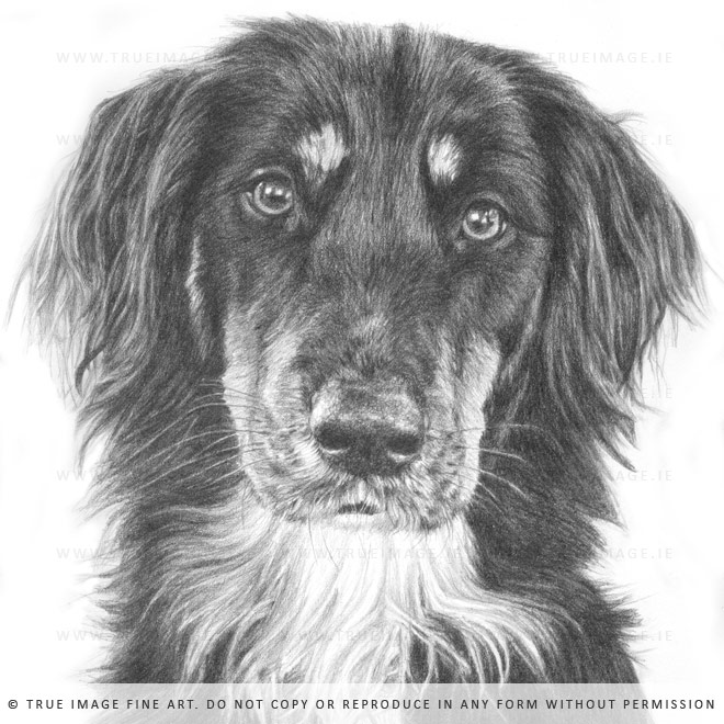collie drawing