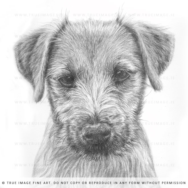 terrier drawing