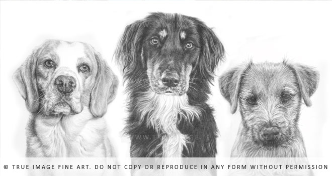 three dogs portrait drawing
