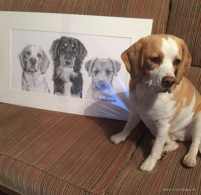 Beagle sitting beside her portrait