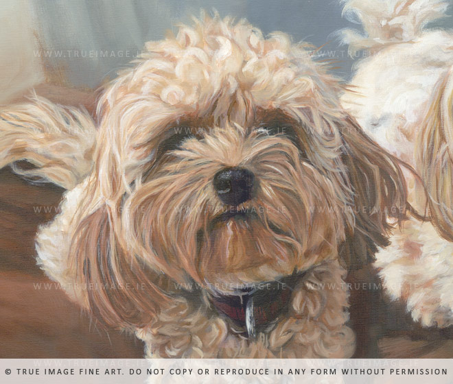 cavachon portrait painting - detail