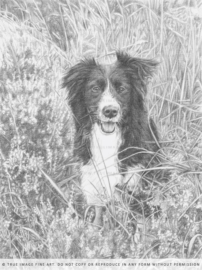 black and white collie drawing