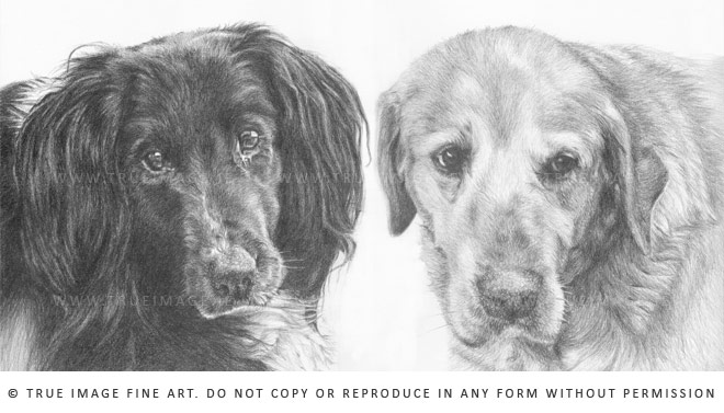 collie and labrador drawing