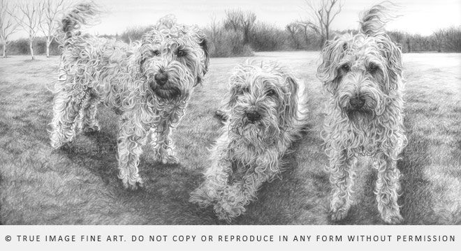 three wheaten terriers drawing