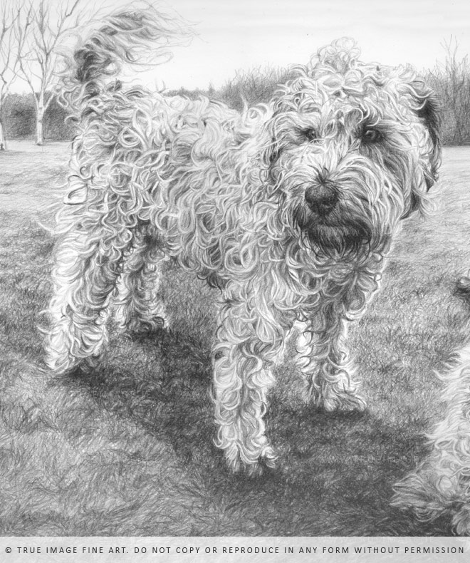 wheaten terrier portrait detail
