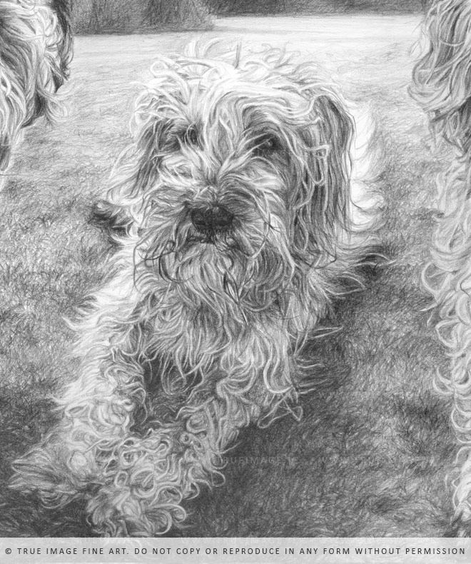 wheaten terrier portrait 