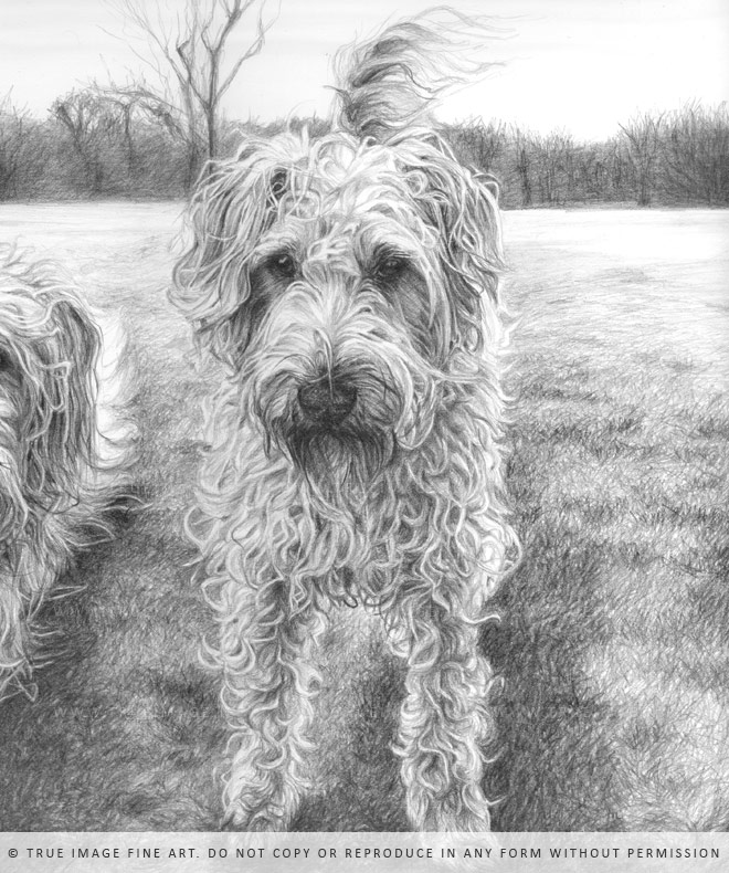 wheaten terrier drawing detail