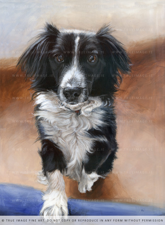 collie painting