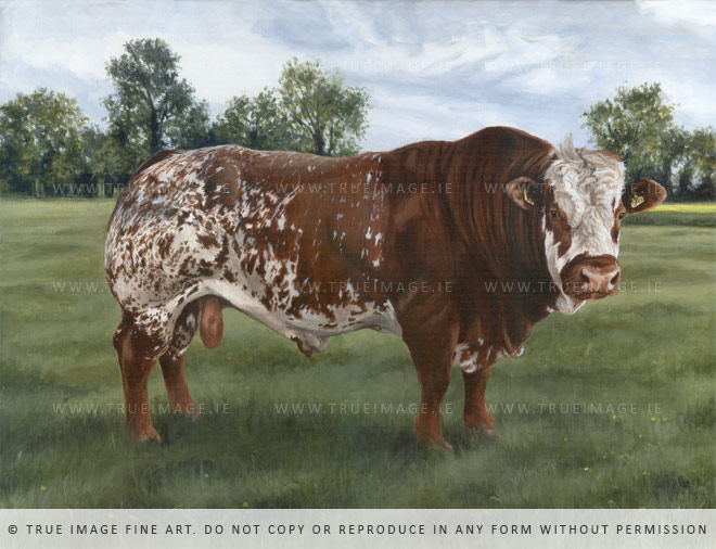 simmental bull portrait