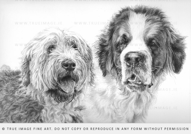 dog portrait drawing