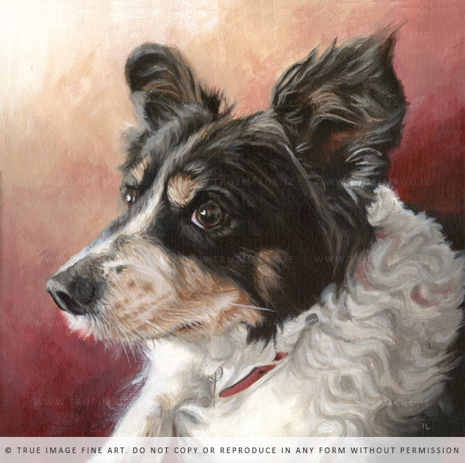 black white brown collie painting canvas